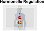 Hormonelle Regulation